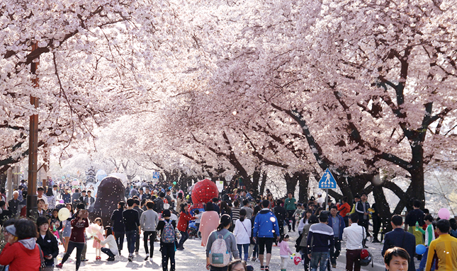 안동벚꽃축제